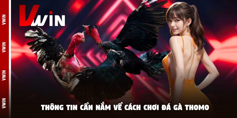 Chi tiết cách chơi đá gà Thomo tại nhà cái Vwin