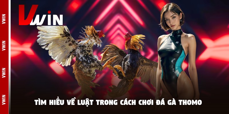 Tìm hiểu về luật trong cách chơi đá gà Thomo