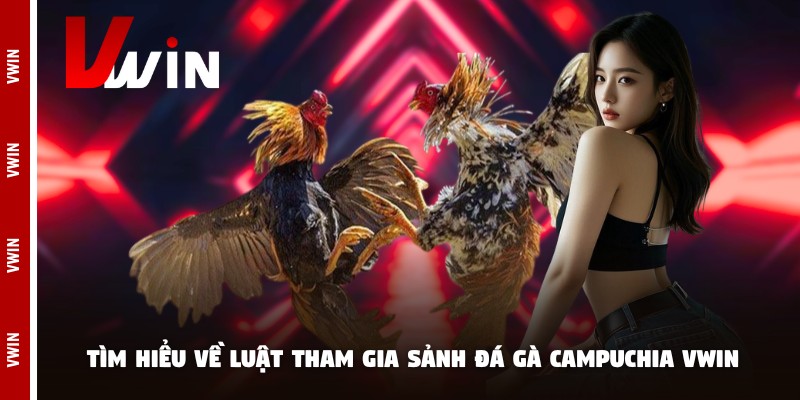 Tìm hiểu về luật tham gia sảnh đá gà campuchia Vwin