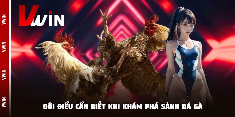 Đôi điều cần biết khi khám phá sảnh đá kê chọi
