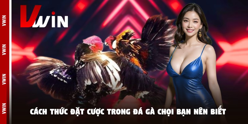 Cách thức đặt cược trong đá gà chọi bạn nên biết