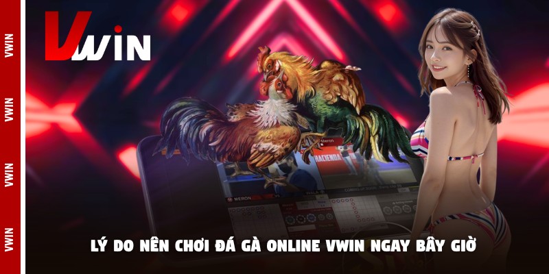 Lý do nên chơi đá gà online Vwin ngay bây giờ