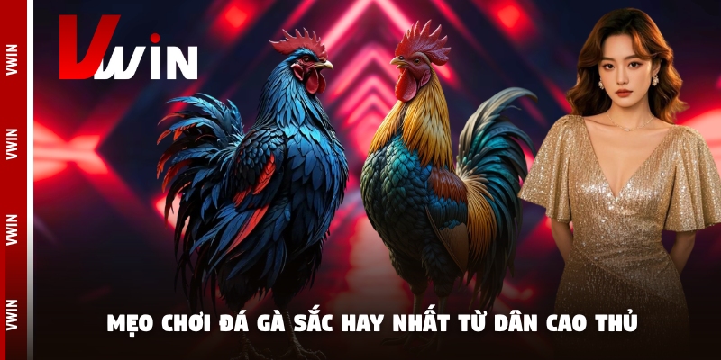 Hướng dẫn mẹo chọn gà sắc dễ dàng nhất
