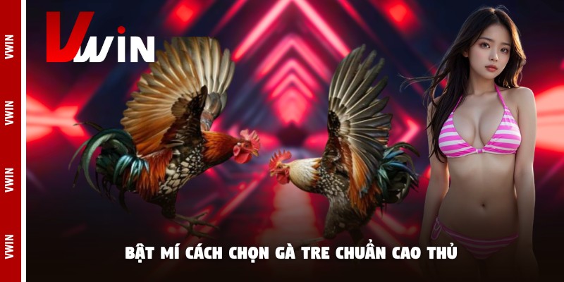 Bật mí cách chọn gà tre chuẩn cao thủ