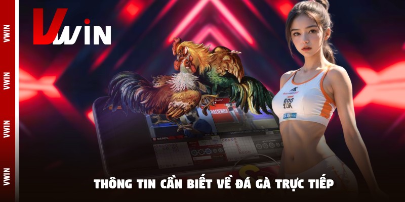 Thông tin cần biết về đá gà trực tiếp