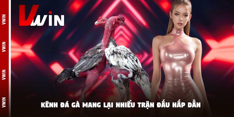 Ưu điểm khi xem đá gà hôm nay tại nhà cái Vwin