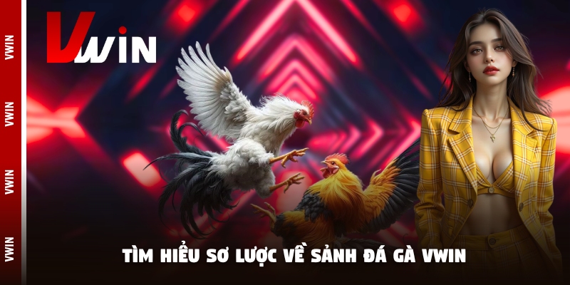 da ga tim hieu Tìm hiểu sơ lược về sảnh đá gà Vwin